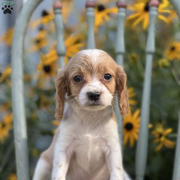 Donut, Cavapoo Puppy